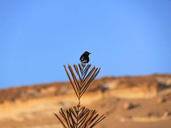 Oasi-di-Bahariya-egitto (19)